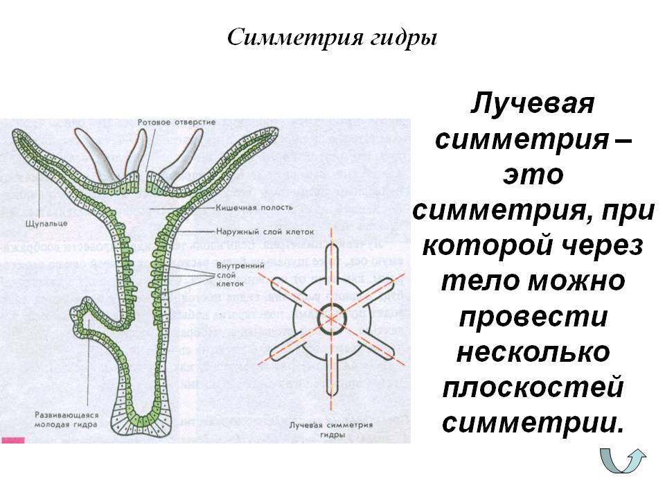 Прямая ссылка на кракен